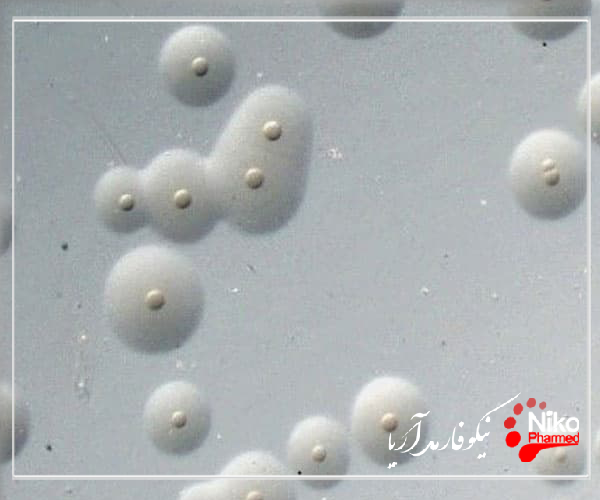 m/تست تشخیص مایکوپلاسما